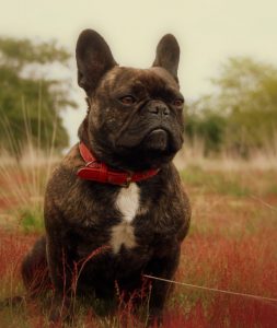 Cato-succesvolle-herplaatsing-ndjoy-cuijk-hond-foto-voorkant-zittend-succesverhaal