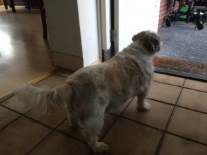 honden-die-een-baasje-zoeken-zowy-kruising-shih-tzu-maltezer (4)