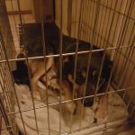 maatje-gezocht-gevonden-felix-roemenie-ndjoy-verzoek-herplaatser-hulp-honden-baasjes