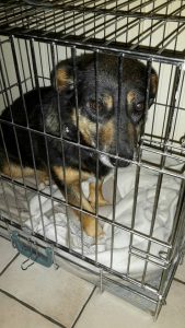 maatje-gezocht-gevonden-felix-roemenie-ndjoy-verzoek-herplaatser-hulp-honden-baasjes2