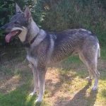 lezing-wolfhonden-in-samenwerking-met-kynolanguage-ndjoy-hulp-honden-baasjes (1)