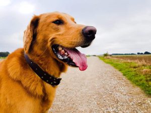 potte-hond-herplaatsing-ndjoy-hulp-honden-baasjes