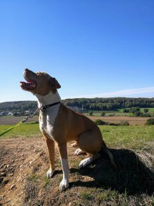 bailey-succesvolle-herplaatsing-stafford-ndjoy-hulp-honden-baasjes (4)