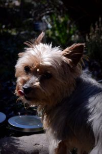 binky-herplaatsing-yorkshire-terrier-hond-ndjoy-hulp-honden-baasjes (1)