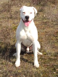 diablo-herplaatsing-dogo-argentino-ndjoy-hulp-honden-baasjes7