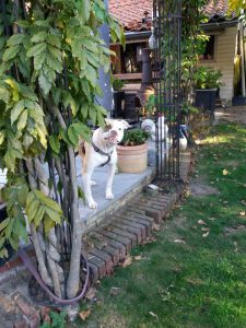 shelby-amerikaanse-bulldog-foto4-herplaatsing-hond-honden-ndjoy-boxmeer